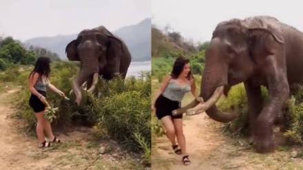 elephant attacked on woman