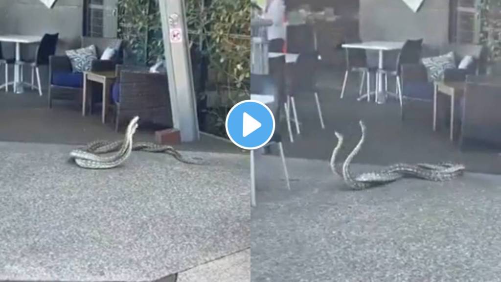 Two Huge Snakes Fight