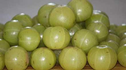 Amla/ आवळा