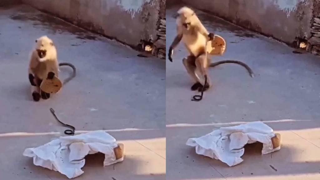 prank with hungry langur