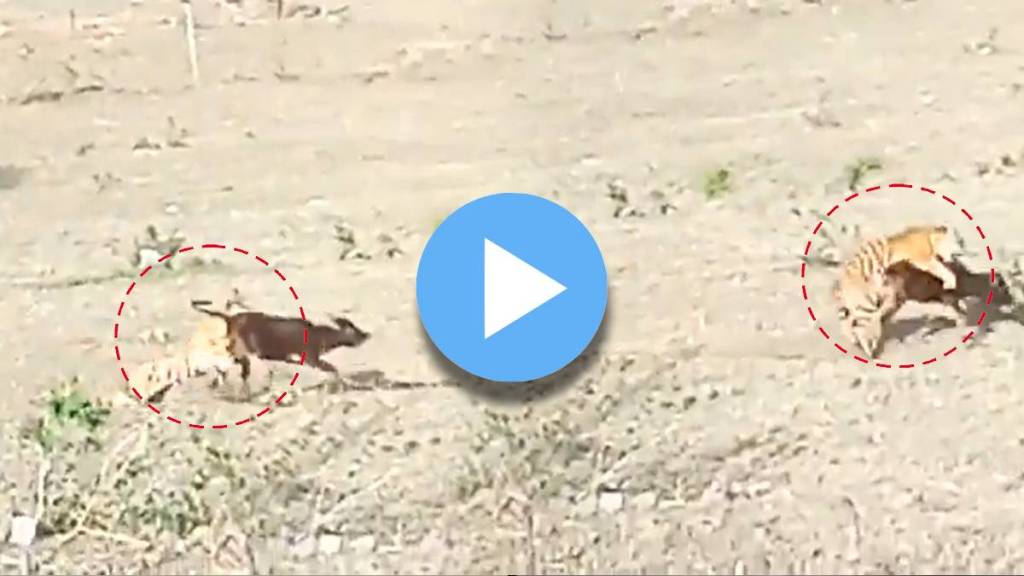 tiger attack on calf viral video