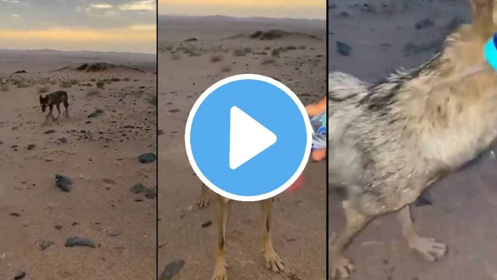 viral video man fed water from bottle to thisrty wolf in desert ifs susant nanda share video