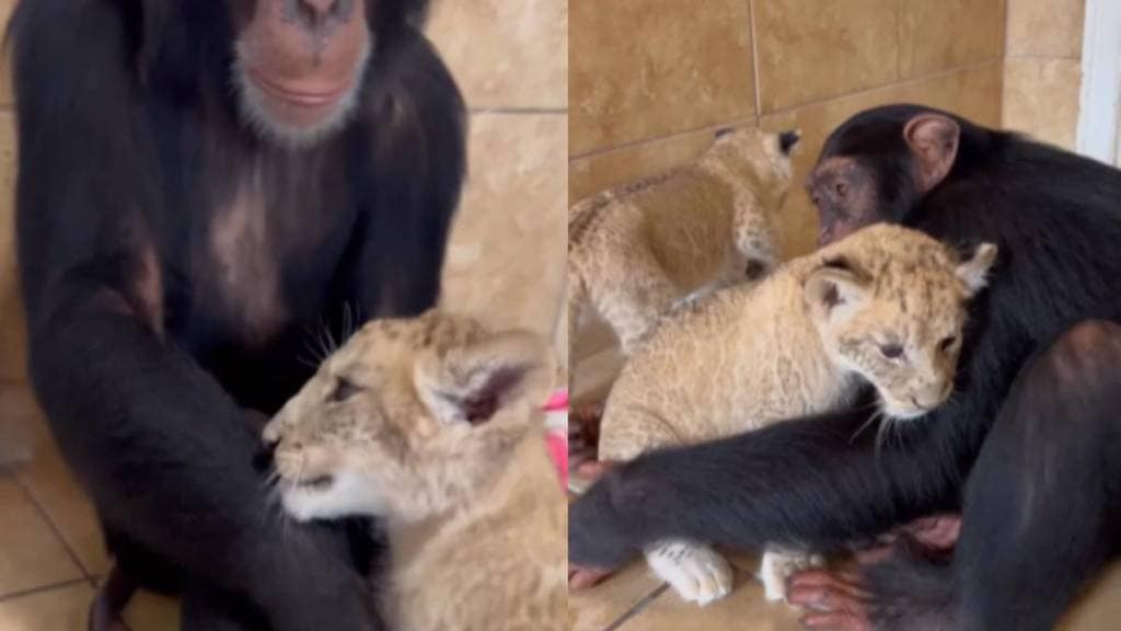 chimpanzee meeting tiny lion