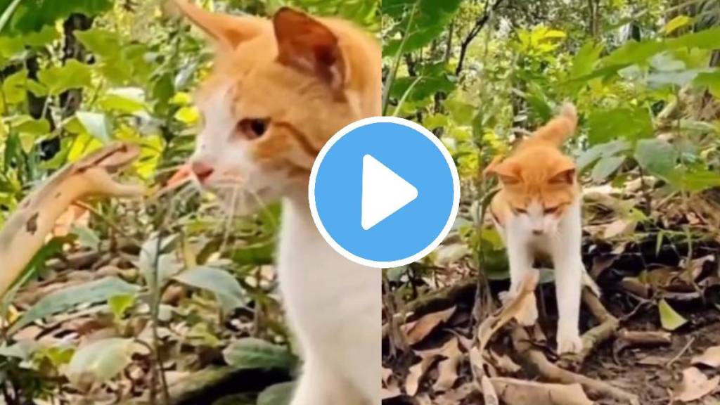 Viral Video of a fight between a Cat and Snake