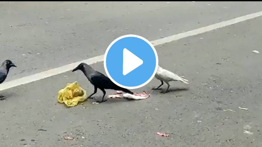 white crow sighted in pune video viral