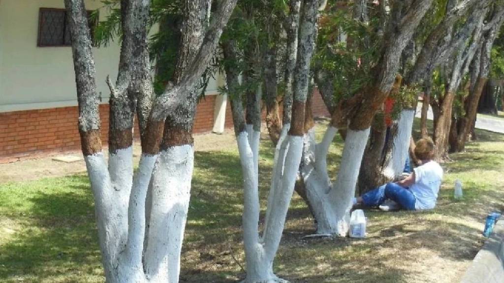 why white paint on trees