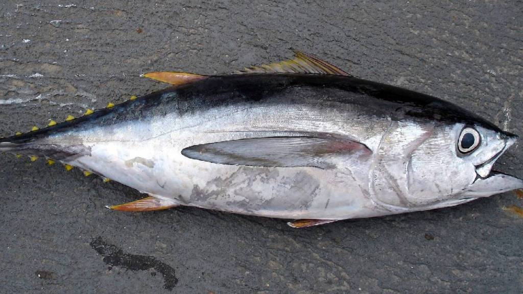 japanese tuna fish is world most expensive fish read price weight more