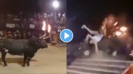 bull throws man in the air