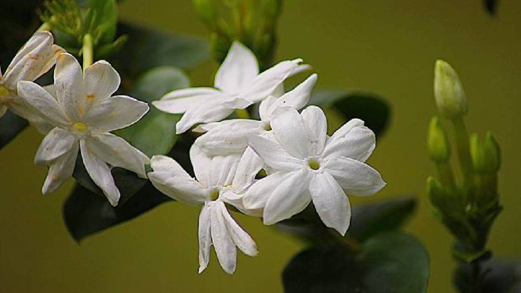 Jasmine Flower