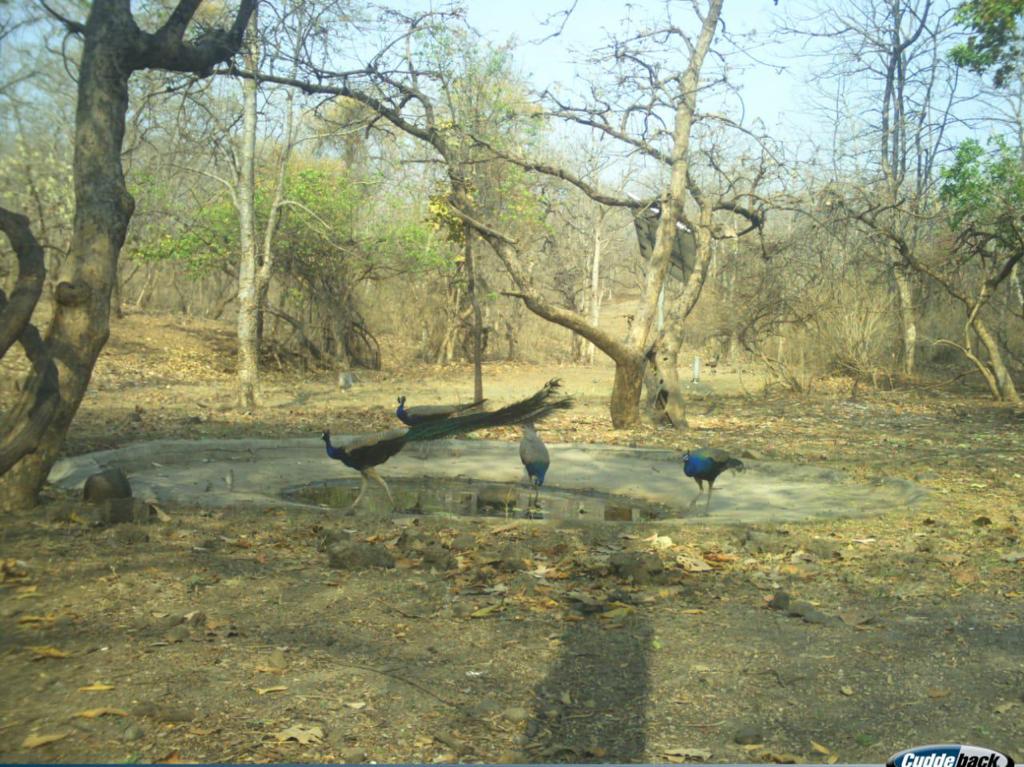 Wardha WildLife Sanctuary Summer 2023