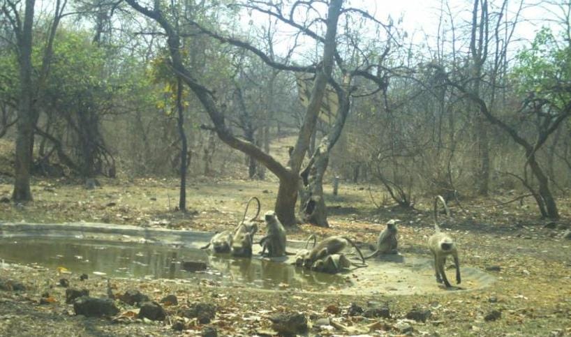 Wardha WildLife Sanctuary Summer 2023