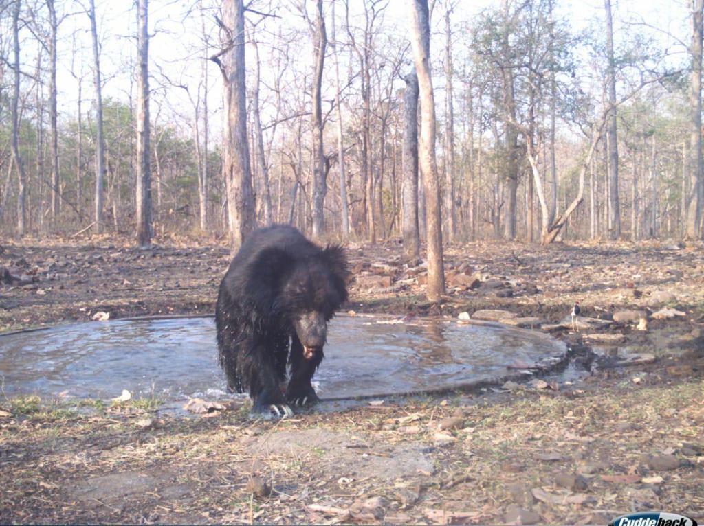 Wardha WildLife Sanctuary Summer 2023