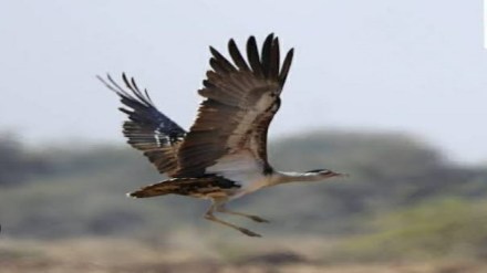 Indian bustard born Jaisalmer