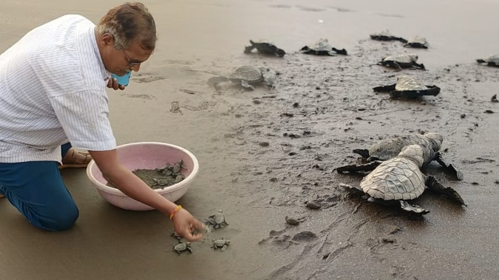 Olive Ridley Tortoise Harihareshwar