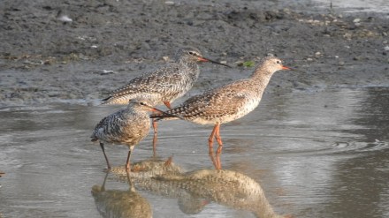 Spotted redshank Akola