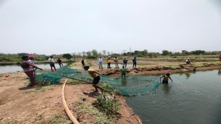 mangur fish Kumbharshiv village