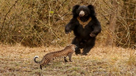 leopard tadoba