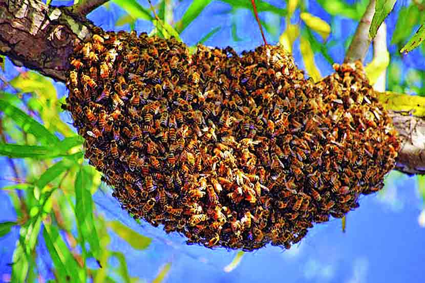 Ten people attacked bees Sinhagad fort pune