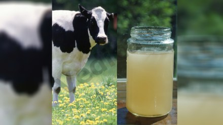 cow urine