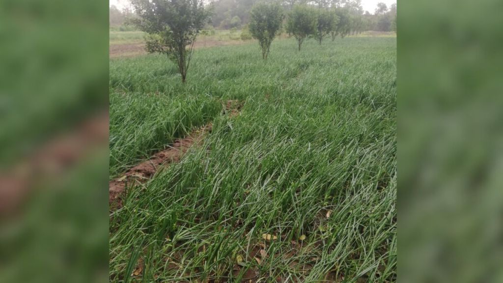 damage of farm in amravati