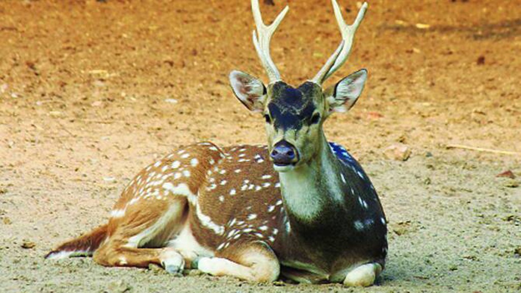 Six deer meat seized Malegaon nashik