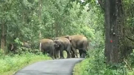 elephant in gondiya