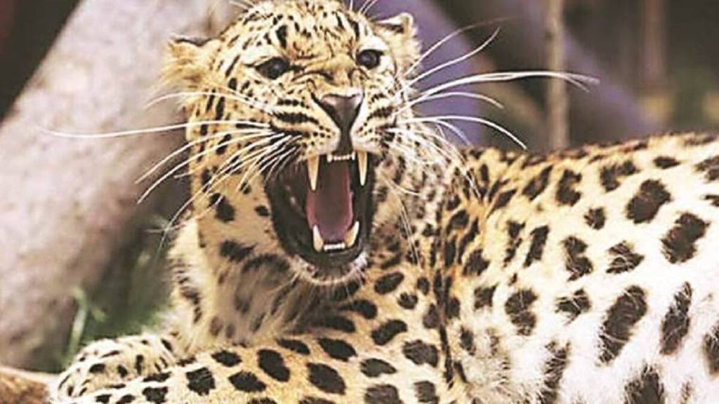 leopard attack in Jalgaon district