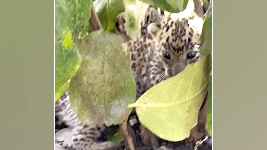 Two leopard cubs found Kolambi forest ​​Washim district