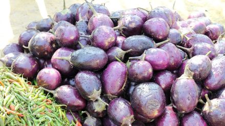 How to Buy Seedless Brinjal