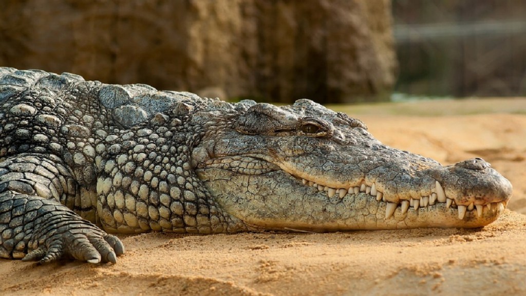 crocodiles Pench Tiger Reserve