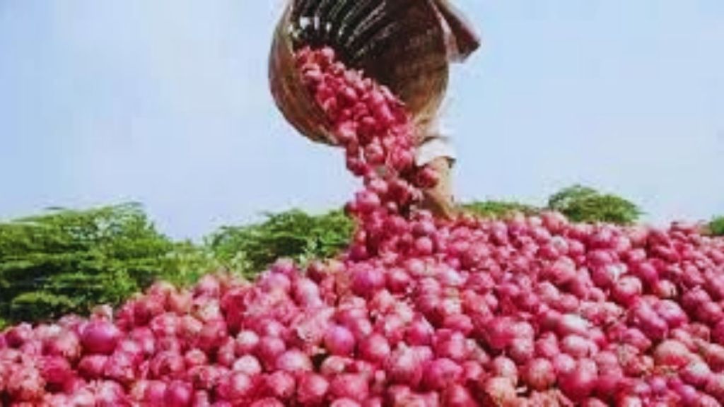 solapur onion