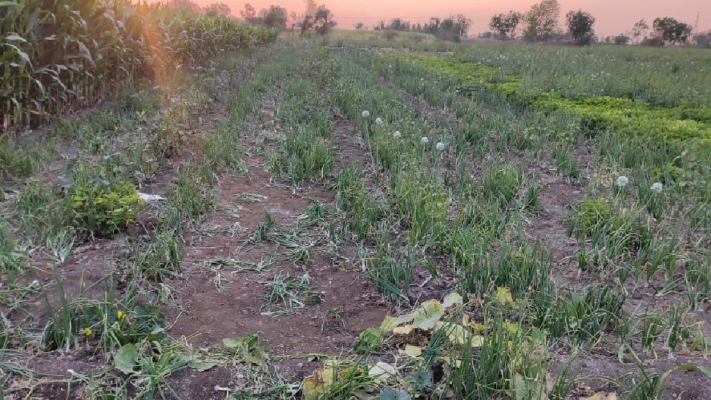 Satara, opium farming, police