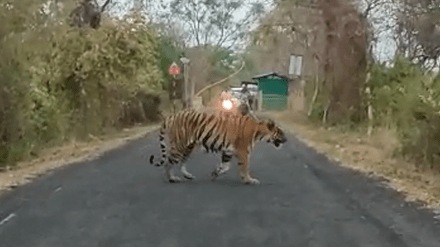 chandrapur moharli road passing tiger tadoba