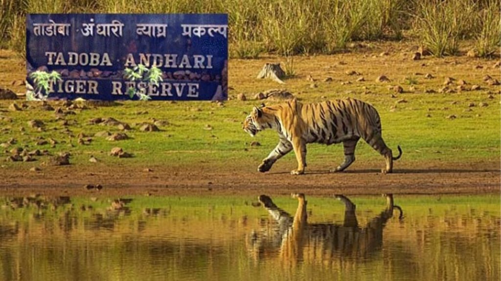 tadoba time change heat chandrapur