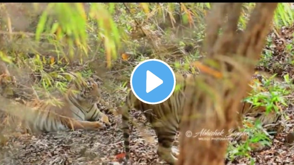 cuple tiger tadoba forest