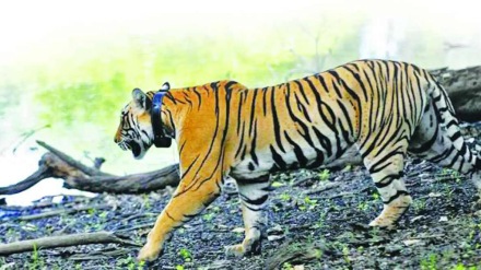 Security guard killed in tiger attack chandrapu