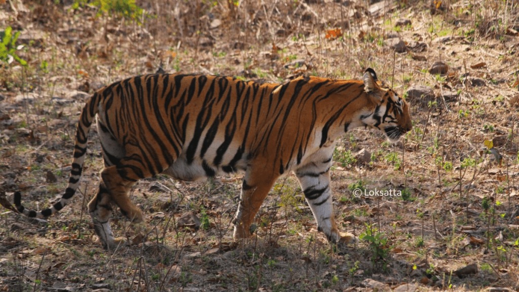 tigress tadoba injured chandrapur