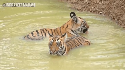 video Babli calves fun water Tadoba Nagpur