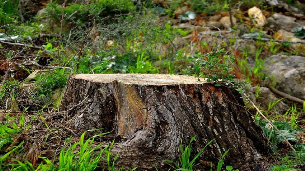 tree cut Chandrapur