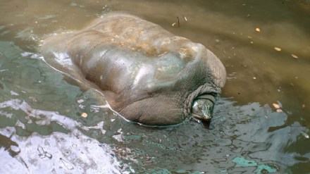 turtle was taken out of Naik Lake