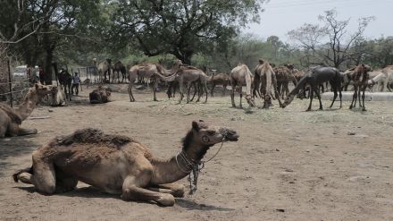 43 new camels entered at Nashik border