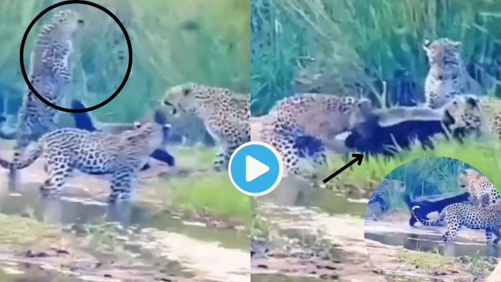 Video Massive Leopard Attacks Honey Badger Weird Animal Thick Skin Hits Him Aggressively IFS Officer Clip Give Goosebumps