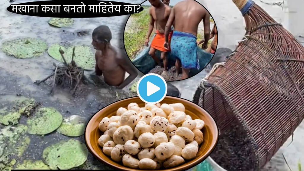 Video Weight Loss Expert, Makhana How It Is Made,Makhana Making From Lotus and Water Lilly, Shocking Farming Clip,