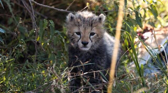 Cheetah-cub