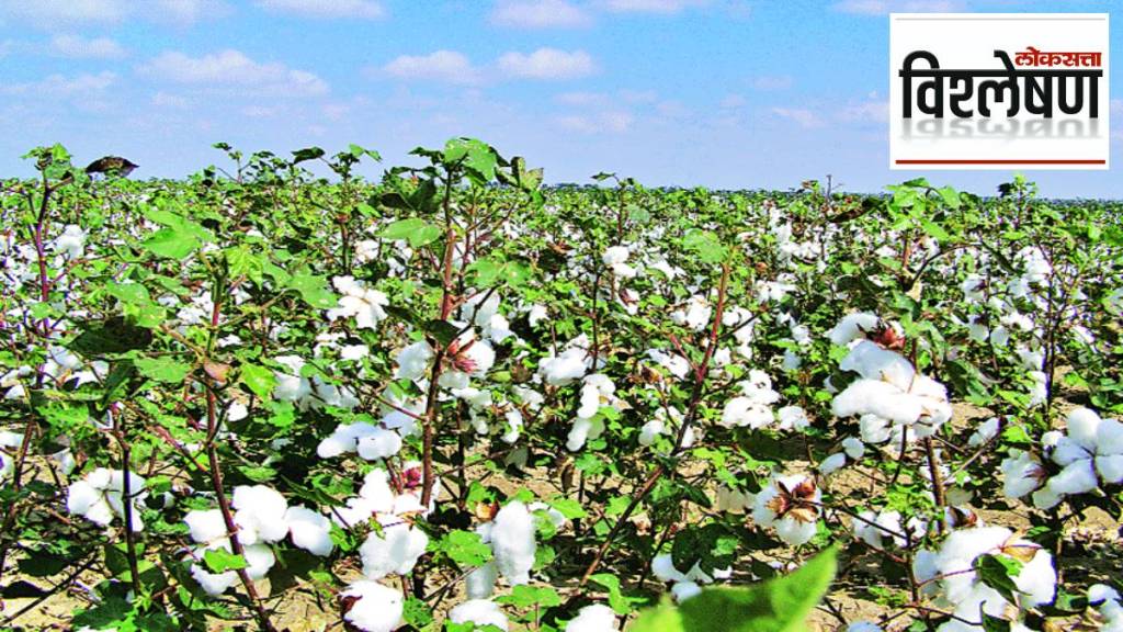 Cotton Farming