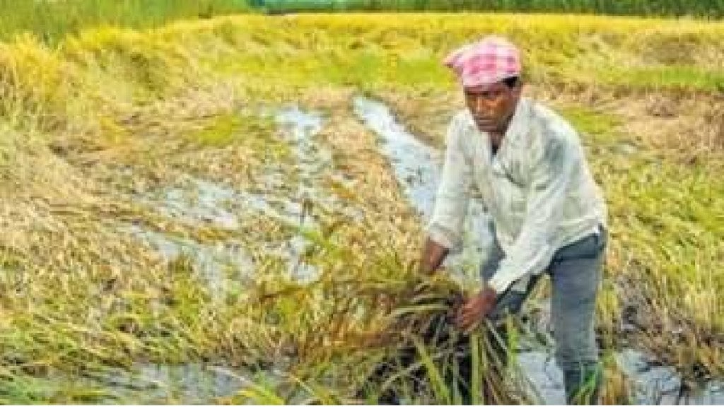 Crop damage due to unseasonal rains in Buldhana district