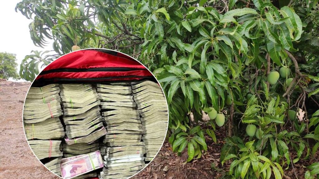 It raid in karnataka 1 crore on mango tree