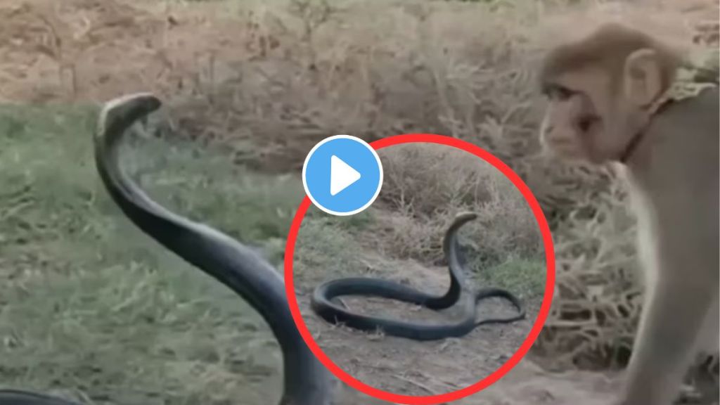 trending video of King cobra monkey fight