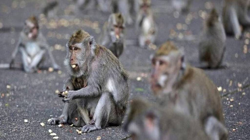 Suspicious Death of 40 monkeys