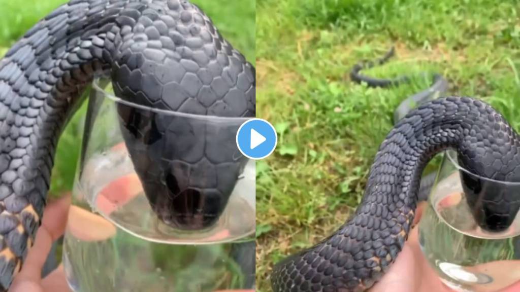 feeding water to a giant king cobra